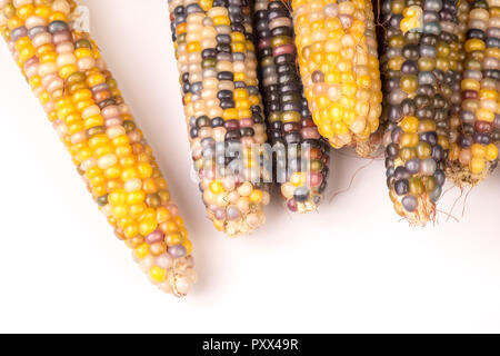 bunch of organic dried multicolored corn on the cob ready to pop popcorn or make grit isolated on white background Stock Photo