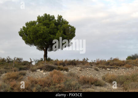 A lonely pine tree standing on an arid hill against a cloudy sky at sunset in the Irazu mount, Aragon region, Spain Stock Photo