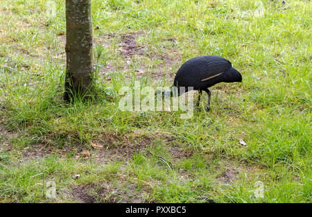 The crested guineafowl (Guttera pucherani) bird looking for food. The bird has blackish plumage with dense white spots. Stock Photo