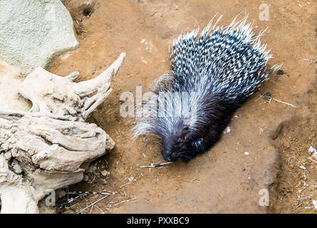 Cape porcupine or South African porcupine (Hystrix africaeaustralis) is a species native to central and southern Africa. Stock Photo