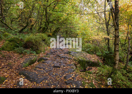 Fooptath through the woods at Padley Gorge in the Peak District national park, Derbyshire, England. Stock Photo