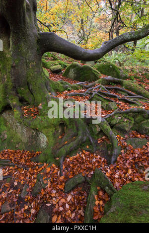 Old Beech tree beside the path in Padley Gorge, Peak District, Derbyshire, England. Autumnal scene with fallen leaves among the creeping roots. Stock Photo