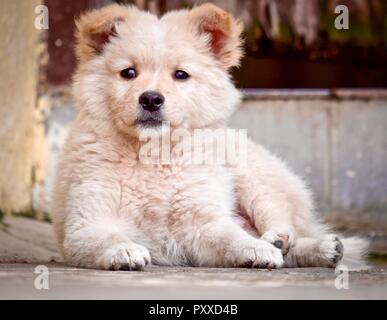 A golden retriever puppy playing and doing activities Stock Photo