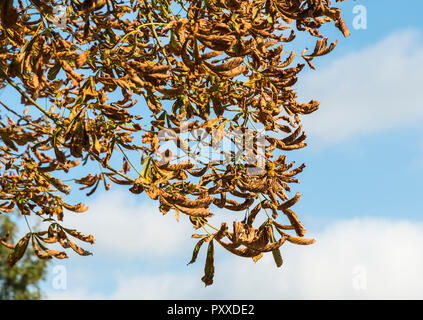 Brown dying leaves hanging from a tree in Autumn with blue sky, in the UK. Stock Photo