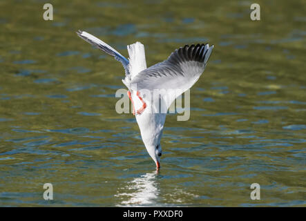 Black-Headed Gull (Chroicocephalus ridibundus) diving into water in Autumn in West Sussex, England, UK. Stock Photo