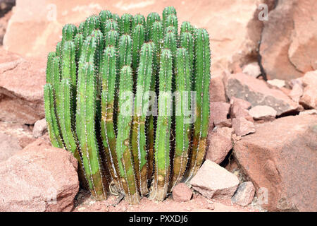 Euphorbia resinifera - Resin spurge - is a species of spurge native to Morocco. The dried latex of the plant has been used as ancient medicine Stock Photo