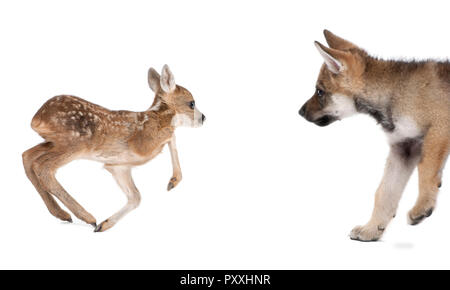 Interplay between Roe deer fawn and Eurasian Wolf, against white background, studio shot Stock Photo