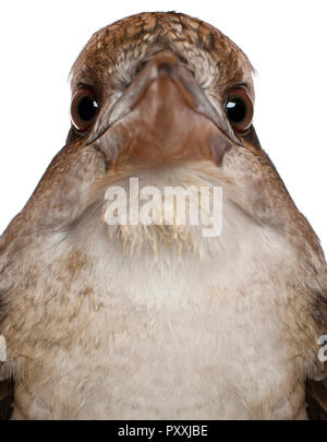 Portrait of Laughing Kookaburra, Dacelo novaeguineae, in front of white background Stock Photo