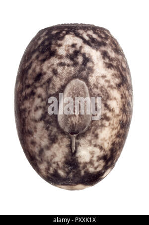 Egg of stick insects - Peruphasma schultei Stock Photo