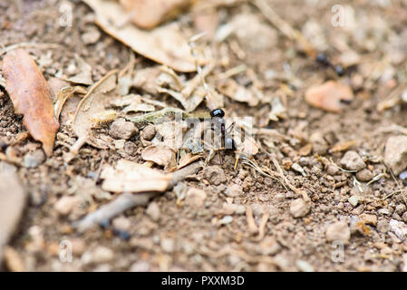 Ant works on the ground Stock Photo