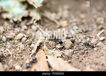 Ant works on the ground Stock Photo