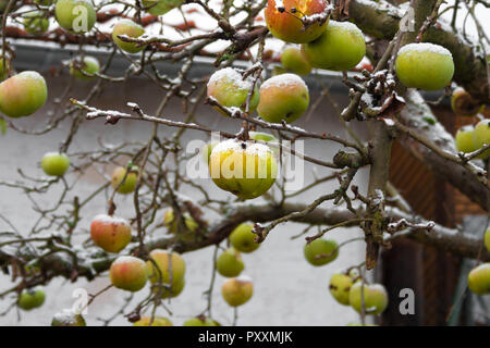 An apple tree in winter. All the hanging apples on the branches are covered with snow. Taken in a garden in Germany. Stock Photo