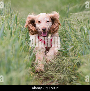 Cocker Spaniel in Fields Stock Photo