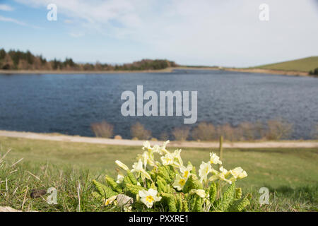 Sheffield, UK- 10 April 2016 : A yellow primrose flower growing beside the water brings hope of warmer weather on an early spring day at Redmires Rese Stock Photo