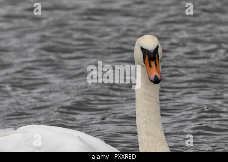 Mute Swan, (Cygnus olor) single bird swimming in lake Stock Photo