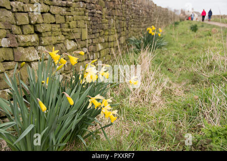 Sheffield, UK- 10 April 2016 : Daffodils growing beside a wall as people enjoying a bit of fresh air with an early Spring walk at Redmires reservoir Stock Photo