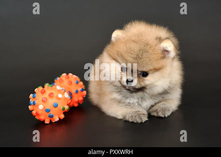 Portrait of the long haired red-sable colored miniature Pomeranian Spitz puppy with colorful bone shape chewing toy on a black isolated background.  P Stock Photo