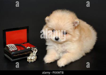 Llong haired cream colored miniature Pomeranian Spitz puppy with a box with treasures Stock Photo