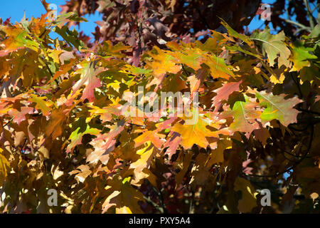 Closeup of red, orange, yellow and green red oak leaves Stock Photo