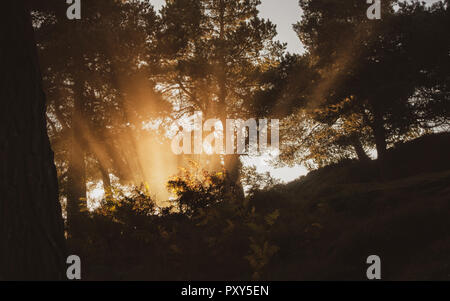 Early morning sun's rays beaming through bracken, mist and fog in a pine tree woods, Ilkley Moor, UK Stock Photo