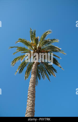palm tree, seen from below Stock Photo