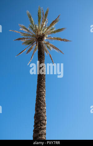 palm tree, seen from below Stock Photo
