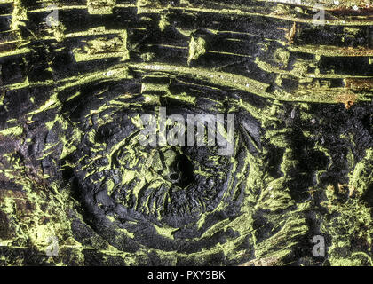 Nasses Holz mit Moos und Struktur, Auge Stock Photo