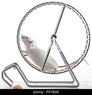 Weisse Maus im Laufrad Stock Photo