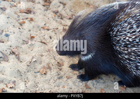 Indian Crested Porcupine or Hystrix indica on sand Stock Photo