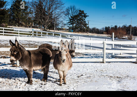 Three wooly mini donkeys on a snow covered pasture in Upstate New York. Stock Photo