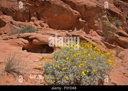 NV00011-00...NEVADA - A flowering creosote bush growing among the Aztec sandstone along Mouse's Tank Trail in Valley of Fire State Park. Stock Photo