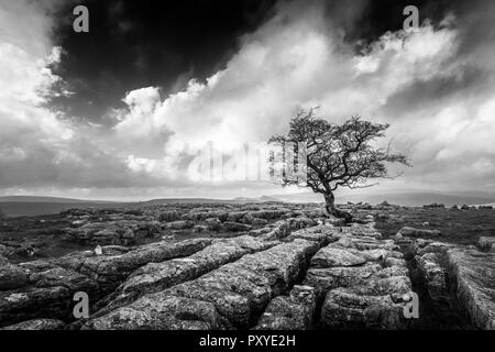 Monochrome of a single hawthorn tree growing out of limestone pavement at Winskill, Yorkshire Dales, UK Stock Photo