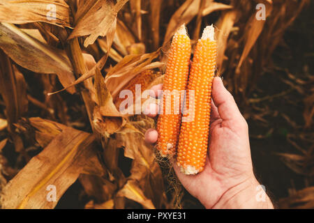 Farmer holding ripe popcorn cobs in hand after field harvest Stock Photo