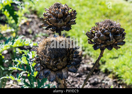 Globe artichokes (Cynara cardunculus var. scolymus) Stock Photo