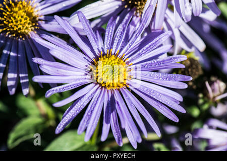 Dew drops on the petals of an aster 'Mönch' (Aster × frikartii 'Mönch') flower Stock Photo