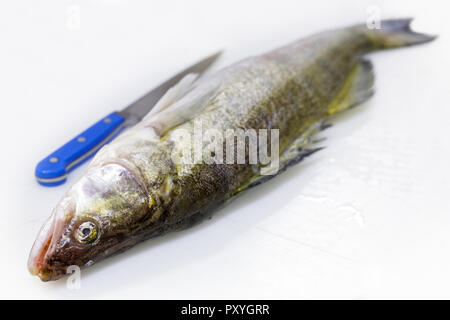 Whole freshly gutted zander next to a knife isolated on white. Stock Photo