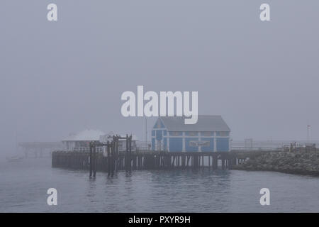 British Columbia, Canada. 24th October, 2018. Unusually warm water in the northeast Pacific combined with stagnant high pressure air has created a dense fog across most of Vancouver Island resulting in transportation disruptions. Credit: David Tyre/Alamy Live News Stock Photo