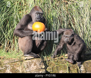 ZSL London, London, UK 25th Oct 2018. Mum and her little one enjoy their pumpkins. The Zoo’s Western-lowland gorillas can play with a giant pumpkin patch to explore in their Gorilla Kingdom.  'Smashing pumpkins’ is the motto of this year’s Halloween activities at ZSL London Zoo as gorillas, giraffes and squirrel monkeys enjoy Halloween treats. Credit: Imageplotter News and Sports/Ģ����ý Live News Stock Photo