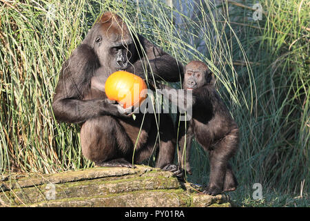 ZSL London, London, UK 25th Oct 2018. Mum and her little one enjoy their pumpkins. The Zoo’s Western-lowland gorillas can play with a giant pumpkin patch to explore in their Gorilla Kingdom.  'Smashing pumpkins’ is the motto of this year’s Halloween activities at ZSL London Zoo as gorillas, giraffes and squirrel monkeys enjoy Halloween treats. Credit: Imageplotter News and Sports/Ģ����ý Live News Stock Photo
