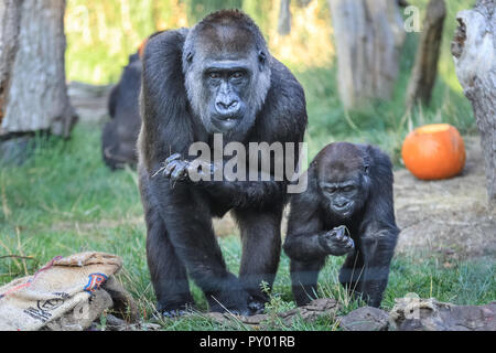 ZSL London, London, UK 25th Oct 2018. Mum and her little one enjoy their pumpkins. The Zoo’s Western-lowland gorillas can play with a giant pumpkin patch to explore in their Gorilla Kingdom.  'Smashing pumpkins’ is the motto of this year’s Halloween activities at ZSL London Zoo as gorillas, giraffes and squirrel monkeys enjoy Halloween treats. Credit: Imageplotter News and Sports/Ģ����ý Live News Stock Photo