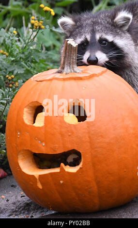 Hanover Germany 25th Oct 2018 The Raccoons Get A Halloween Pumpkin Filled With Delicacies In The