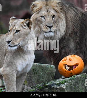 Hanover Germany 25th Oct 2018 The Raccoons Get A Halloween Pumpkin Filled With Delicacies In The Enclosure Of The Hannover Zoo To Kick Off The Halloween Tours 26 31 October Berber Lions Raccoons