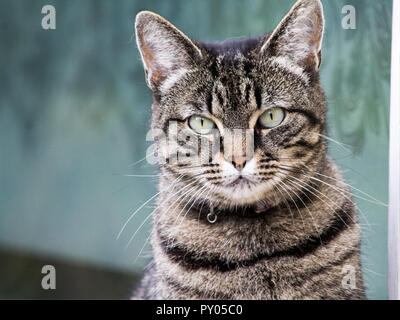 A beautiful cat with very thin iris' in her eyes posing for the camera. Stock Photo