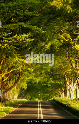 The natural cathedral-like canopy of beech trees lining the B3082 at Kingston Lacy, near Wimborne Minster, Dorset. Stock Photo