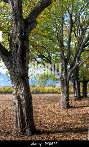 old oak trees and golden yellow grapevines in late autumn Stock Photo