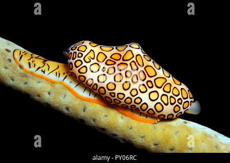 Flamingozunge (Cyphoma gibbosum), Grenada | Flamingo Tongue cowrie (Cyphoma gibbosum), Grenada, Caribbean sea Stock Photo