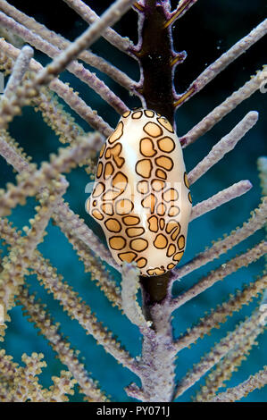 Flamingo Tongue cowrie (Cyphoma gibbosum), on a gorgonia, St. Kitts, Caribbean sea Stock Photo