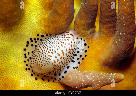 Common calpurnus, Umbilical Egg Shell or Warty/Little Egg Cowry (Calpurnus verrucosus), feeding on a leather coral, Sabang Beach, Mindoro, Philippines Stock Photo