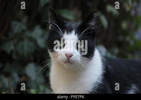 Cat in the garden Stock Photo