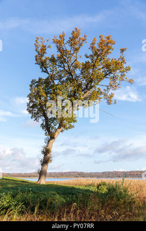 Solitary oak tree in autumn; Furesoe, Denmark Stock Photo